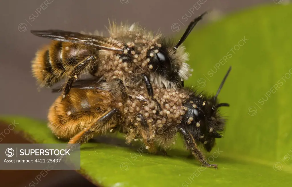 Red Mason Bee (Osmia rufa) adult pair, mating, infested with parasitic mites, Leicestershire, England