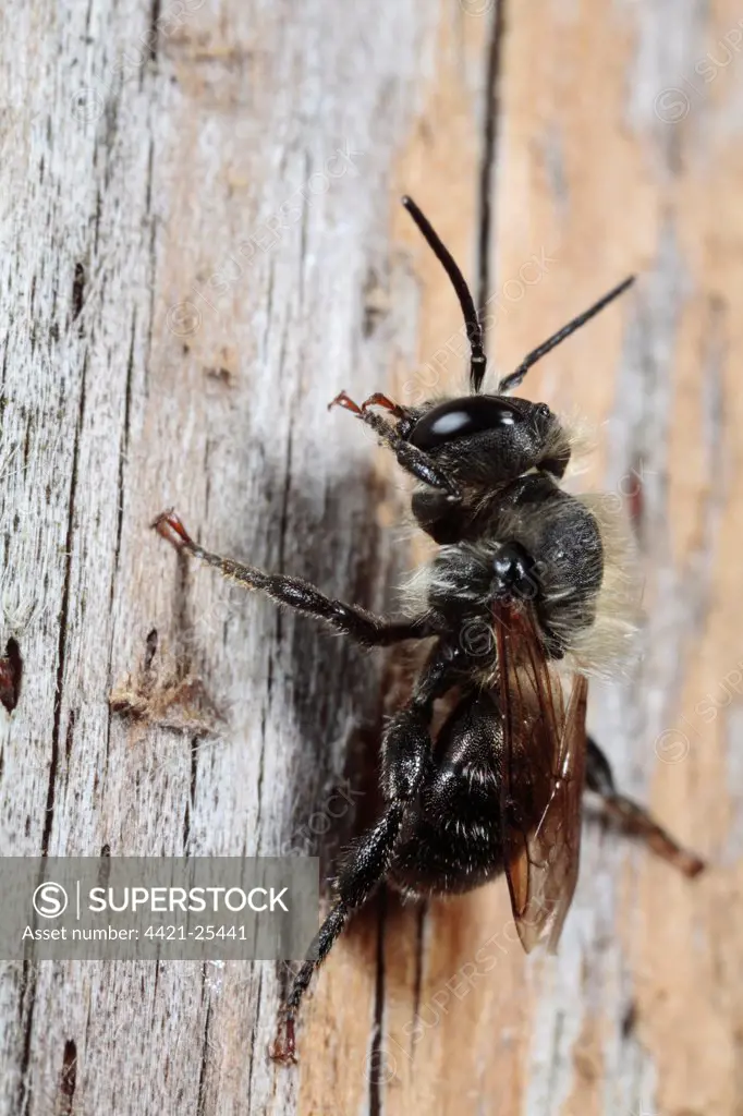 Mason Bee (Osmia leaiana) adult male, resting on fencepost, Powys, Wales, july