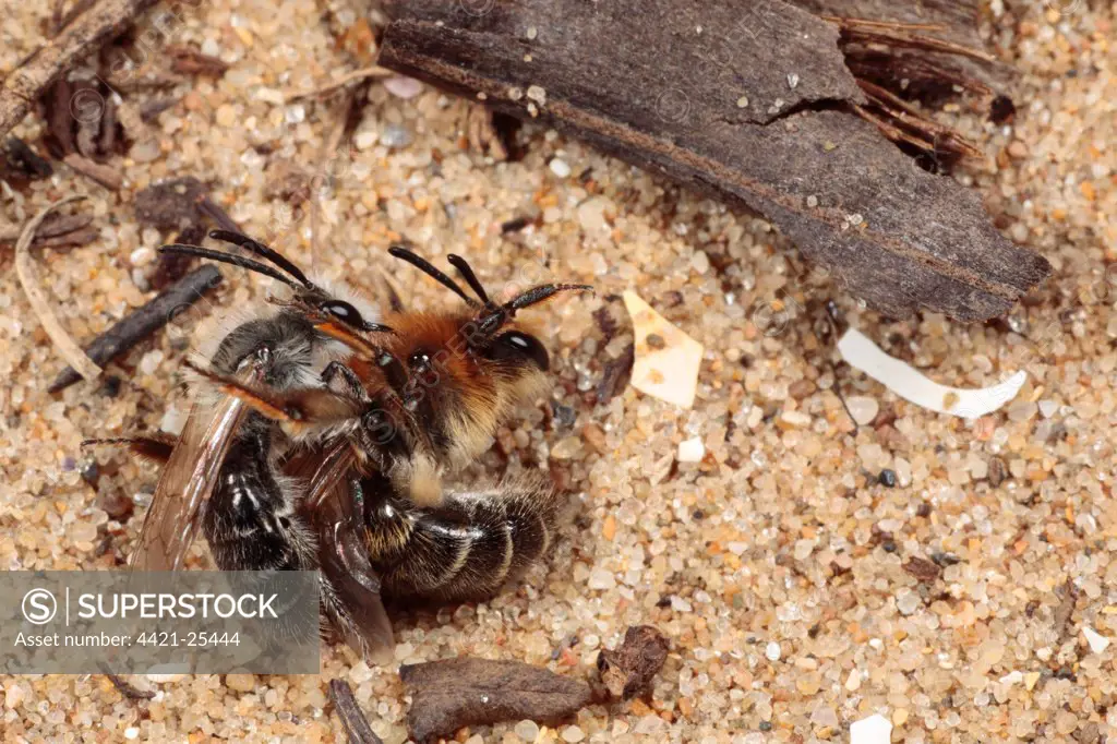 Tawny Mining Bee (Andrena fulva) adult pair, male grappling female prior to mating, Gower Peninsula, Glamorgan, Wales, may