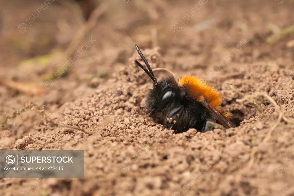 Tawny Mining Bee (Andrena fulva) adult female, leaving nest hole, Leicestershire, England, april