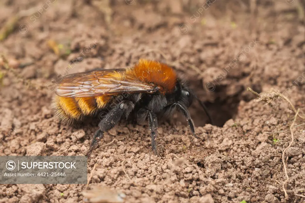 Tawny Mining Bee (Andrena fulva) adult female, entering nest hole, Leicestershire, England, april