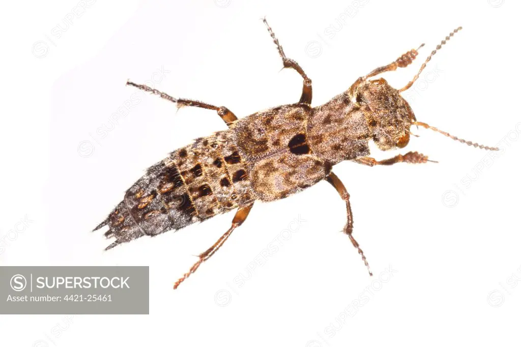 Hairy Rove Beetle (Creophilus maxillosus) adult