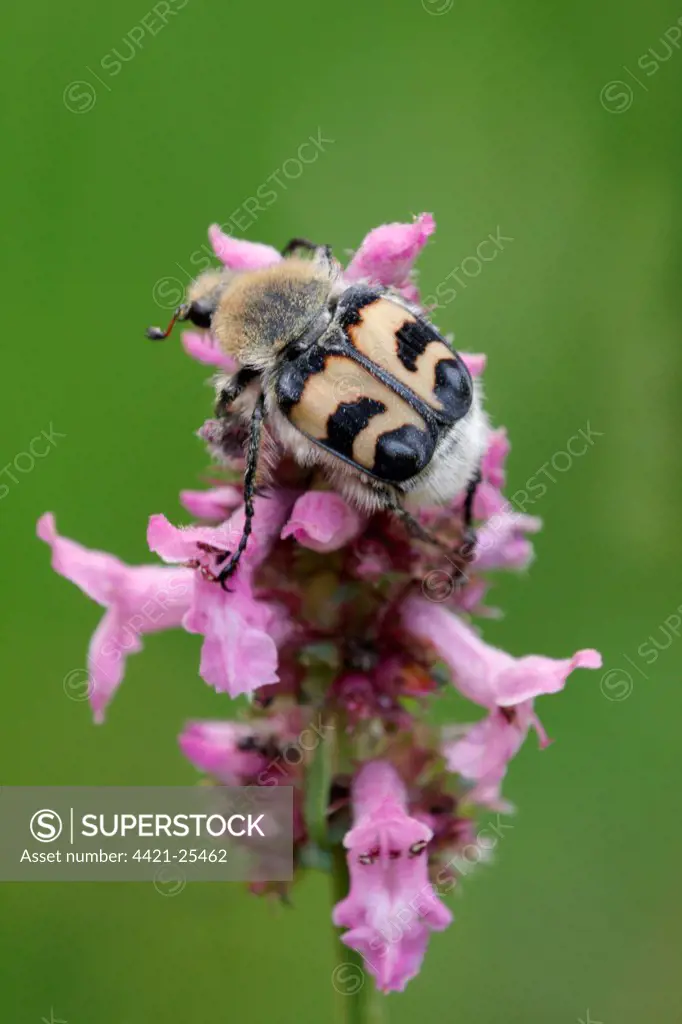 Bee Beetle (Trichius fasciatus) adult, feeding on Purple Betony (Stachys officinalis) flowers, Italy, july