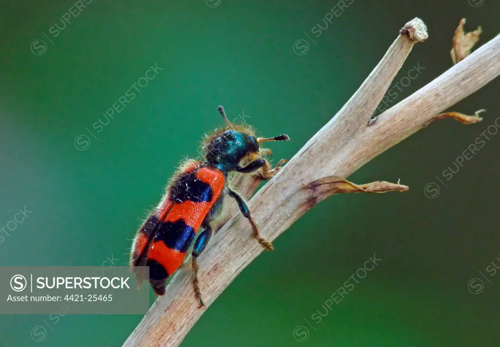 Checkered Bee Beetle (Trichodes apiarius) adult, resting on stem, Italy, july