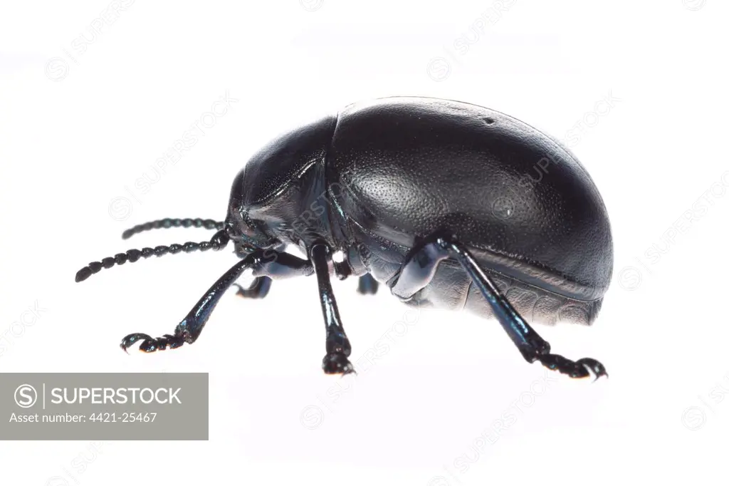 Bloody-nosed Beetle (Timarcha tenebricosa) adult