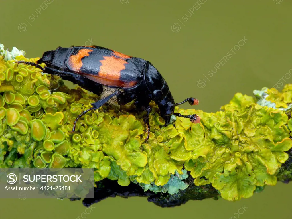 Common Sexton Beetle (Nicrophorus vespilloides) adult, resting on lichen covered twig, Leicestershire, England, august