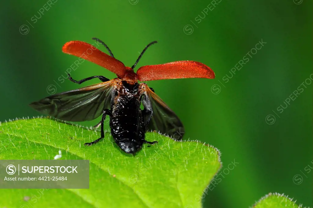 Red-headed Cardinal Beetle (Pyrochroa serraticornis) adult, about to take off, with wing cases extended, Oxfordshire, England