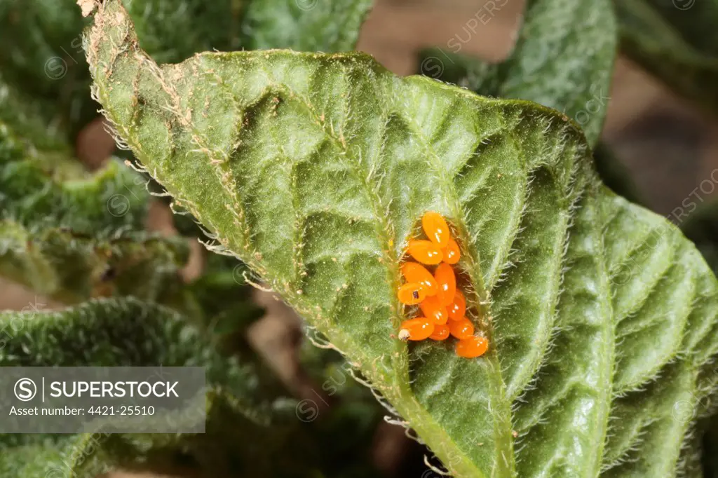 Colorado Potato Beetle (Leptinotarsa decemlineata) introduced pest species, eggs, on potato leaf, Pyrenees, Ariege, France, may