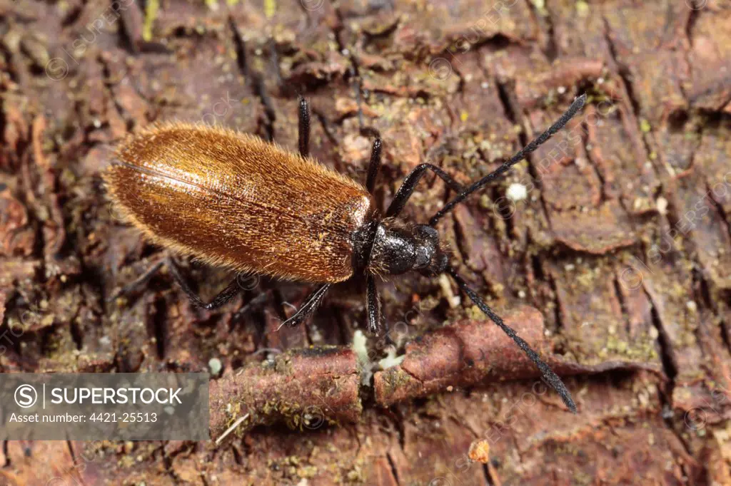 Darkling Beetle (Lagria hirta) adult, standing on birch bark, Powys, Wales, october