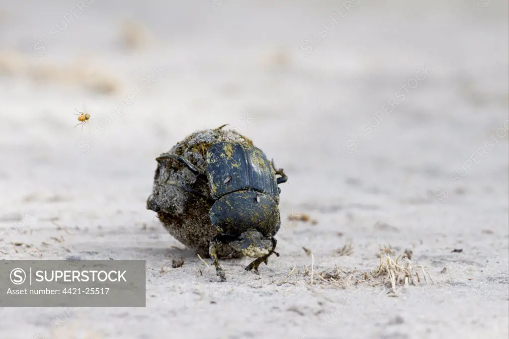 Dung Beetle (Scarabaeidae sp.) adult, rolling ball of dung, with fly in flight, Okavango Delta, Botswana