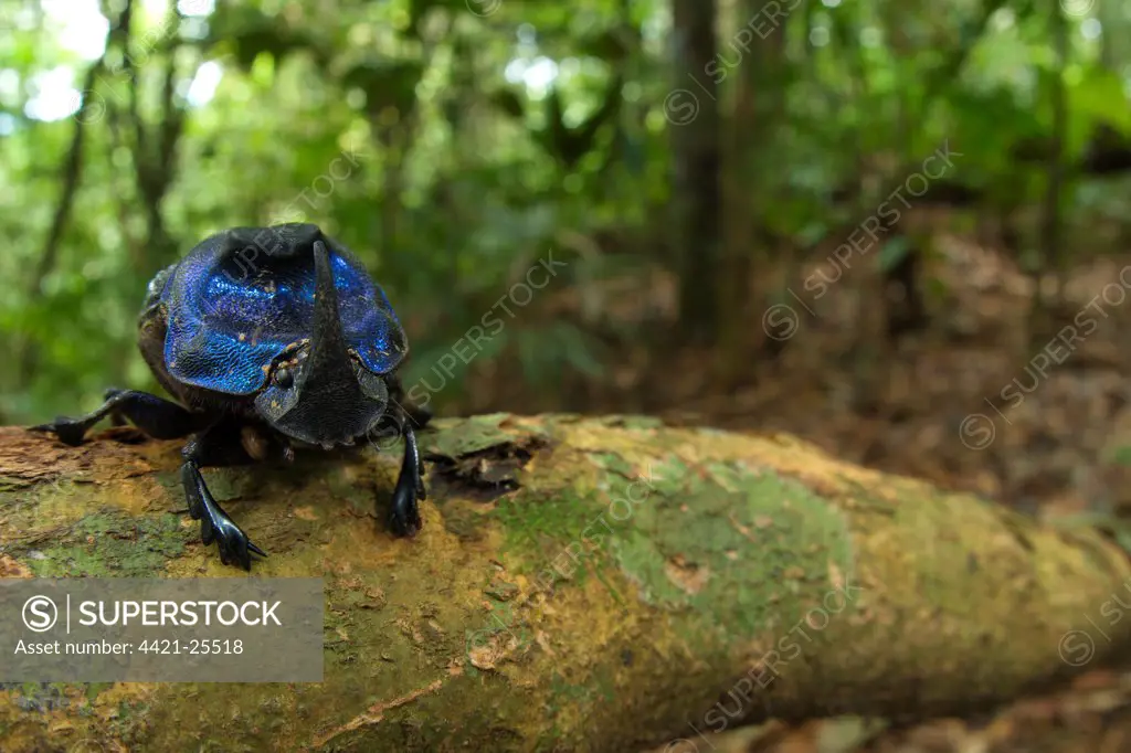 Dung Beetle (Scarabaeidae sp.) adult, on branch in tropical forest habitat, Los Amigos Biological Station, Madre de Dios, Amazonia, Peru