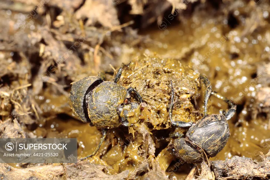 Dung Beetle (Sisyphus schaefferi) adult pair, making ball of cow dung, near Foix, Pyrenees, Ariege, France, may