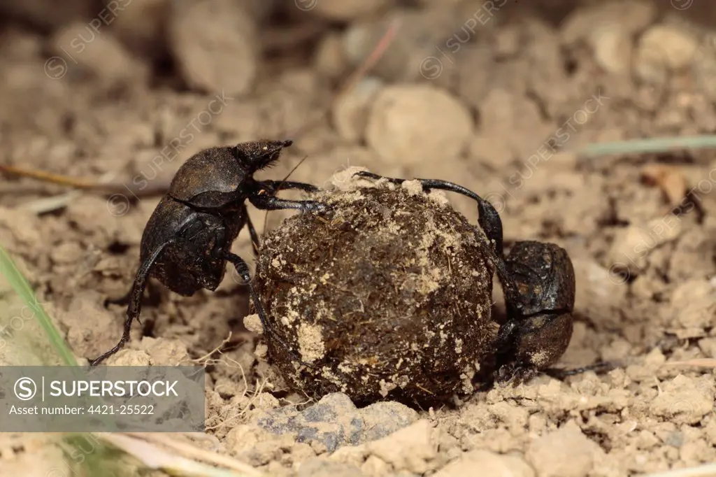 Dung Beetle (Sisyphus schaefferi) adult pair, rolling ball of cow dung, near Foix, Pyrenees, Ariege, France, may
