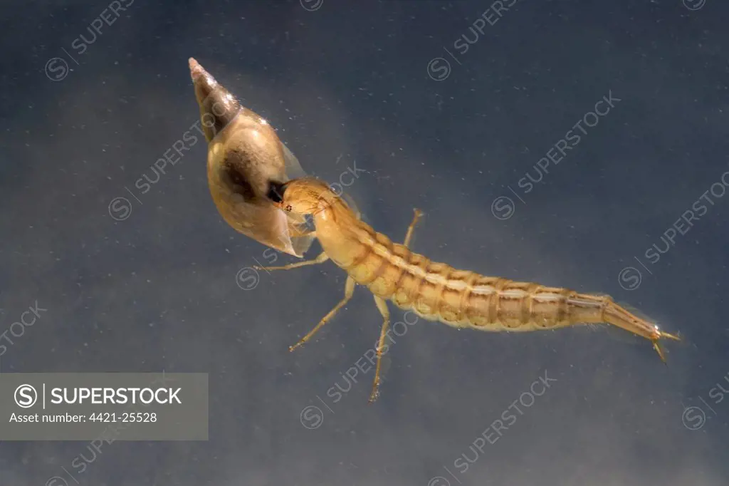 Great Diving Beetle (Dytiscus marginalis) larva, feeding on water snail prey, swimming underwater in garden pond, Bentley, Suffolk, England, june