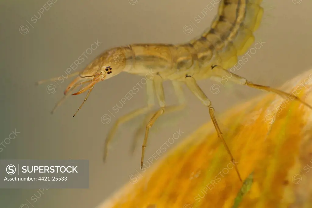 Great Diving Beetle (Dytiscus marginalis) larva, close-up of head and legs, Derbyshire, England, july