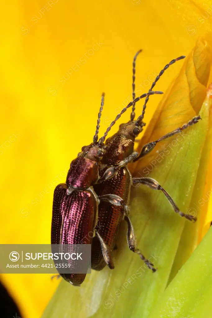 Reed Leaf Beetle (Donacia vulgaris) adult pair, mating on Yellow Iris (Iris pseudacorus) flower, Powys, Wales, june