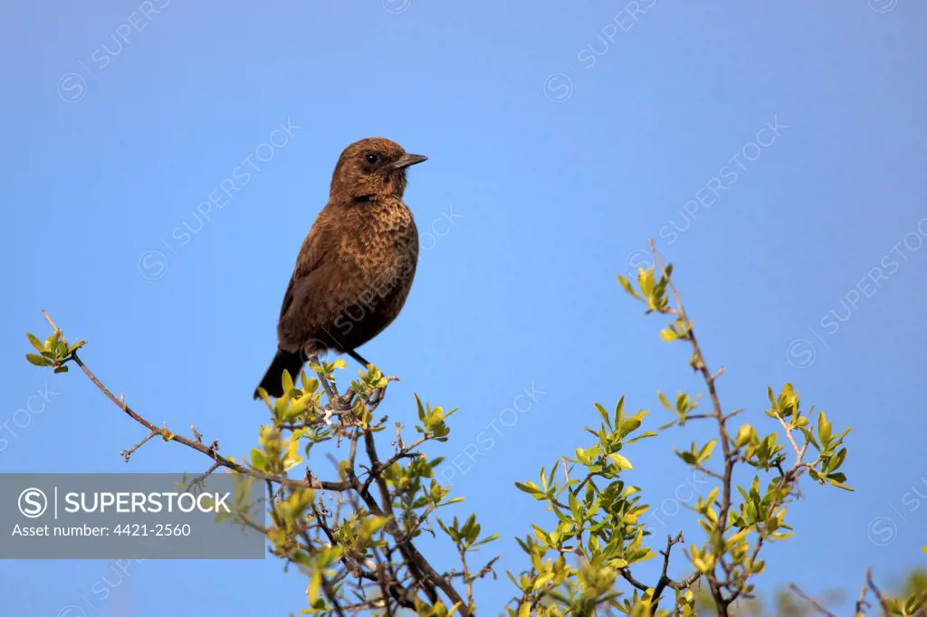 Familiar Chat (Cercomela familiaris) adult, perched on twig, Mountain Zebra N.P., Eastern Cape, South Africa