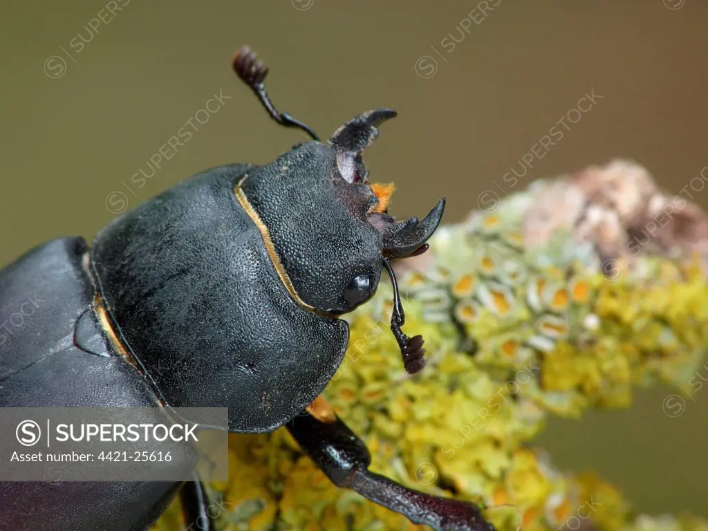 Greater Stag Beetle (Lucanus cervus) adult female, close-up of head, Cannobina Valley, Piedmont, Northern Italy, july