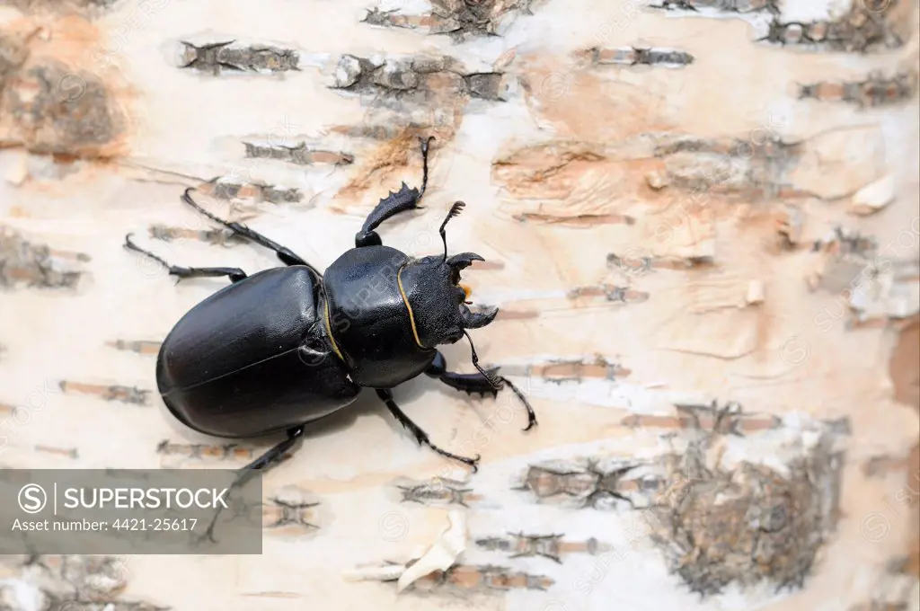 Greater Stag Beetle (Lucanus cervus) adul female, resting on tree trunk, Oxfordshire, England