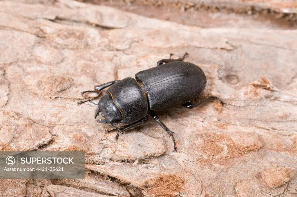 Lesser Stag Beetle (Dorcus parallelipipedus) adult, resting on tree trunk, England