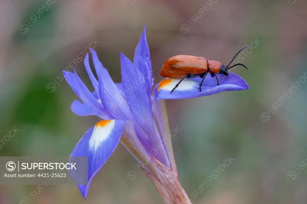 Sulphur Beetle (Cteniopus sulphureus) adult, resting on Barbary Nut (Gynandriris sisyrinchium) flower, Sicily, Italy, april