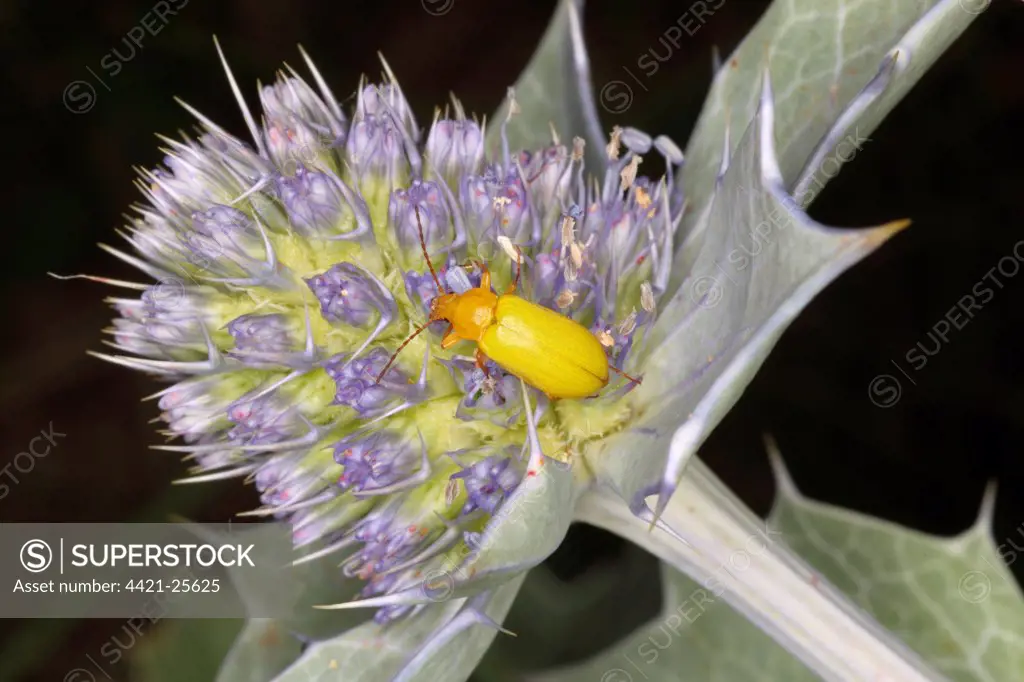 Sulphur Beetle (Cteniopus sulphureus) adult, on Sea Holly (Eryngium maritimum) flowers, on sand dunes, Gower Peninsula, Glamorgan, Wales, july
