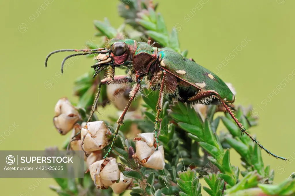 Green Tiger Beetle (Cicindela campestris) adult, resting on heather, Hatfield Moor, South Yorkshire, England, may
