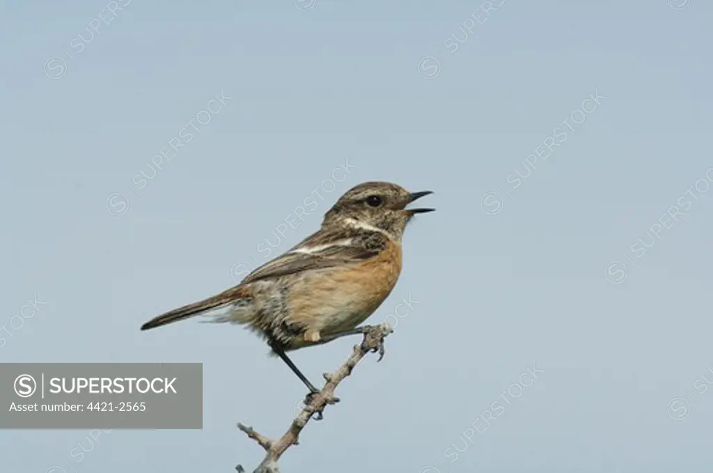 Common Stonechat (Saxicola torquata) adult female, calling, perched on twig, Lesvos, Greece, april