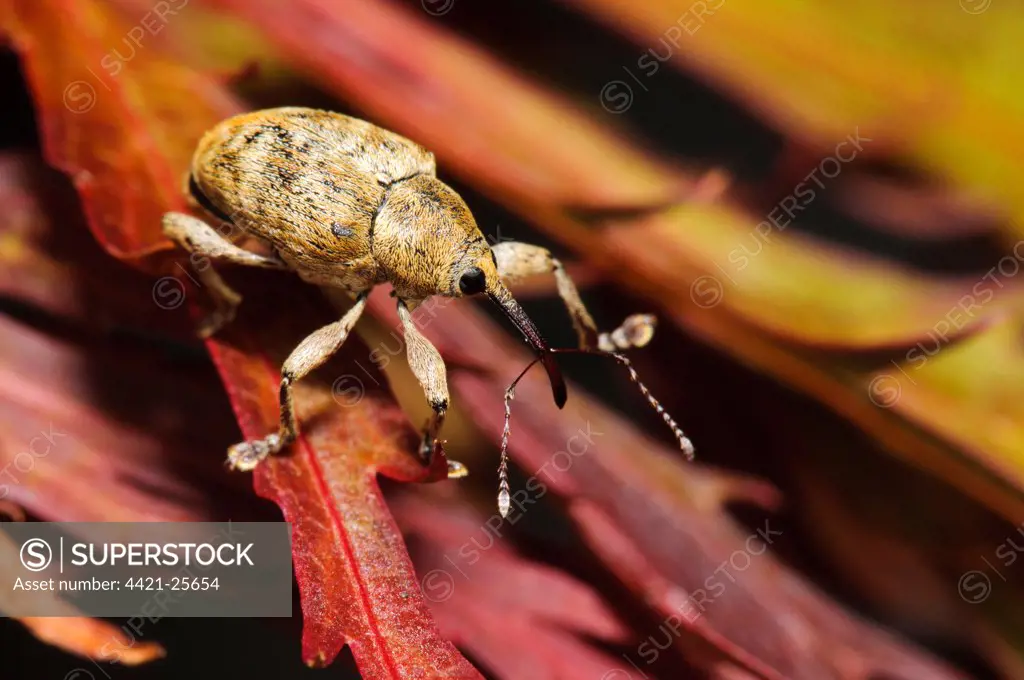 Acorn Weevil (Curculio glandium) adult, resting on Ornamental Maple (Acer sp.) leaf, ordinarily these insect live high up in oak trees but this one had been dislodged by very strong winds, Belvedere, Kent, England, august