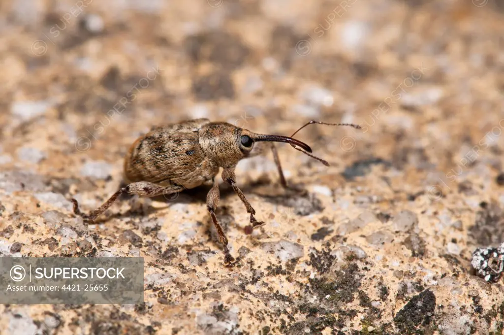 Acorn Weevil (Curculio glandium) adult, walking across paving slab, ordinarily these insect live high up in oak trees but this one had been dislodged by very strong winds, Belvedere, Bexley, Kent, England, august