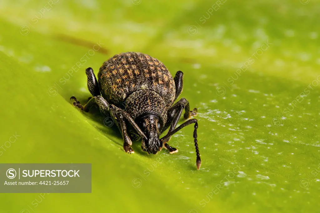 Black Vine Weevil (Otiorhynchus sulcatus) adult, resting on leaf in garden, Belvedere, Bexley, Kent, England, october