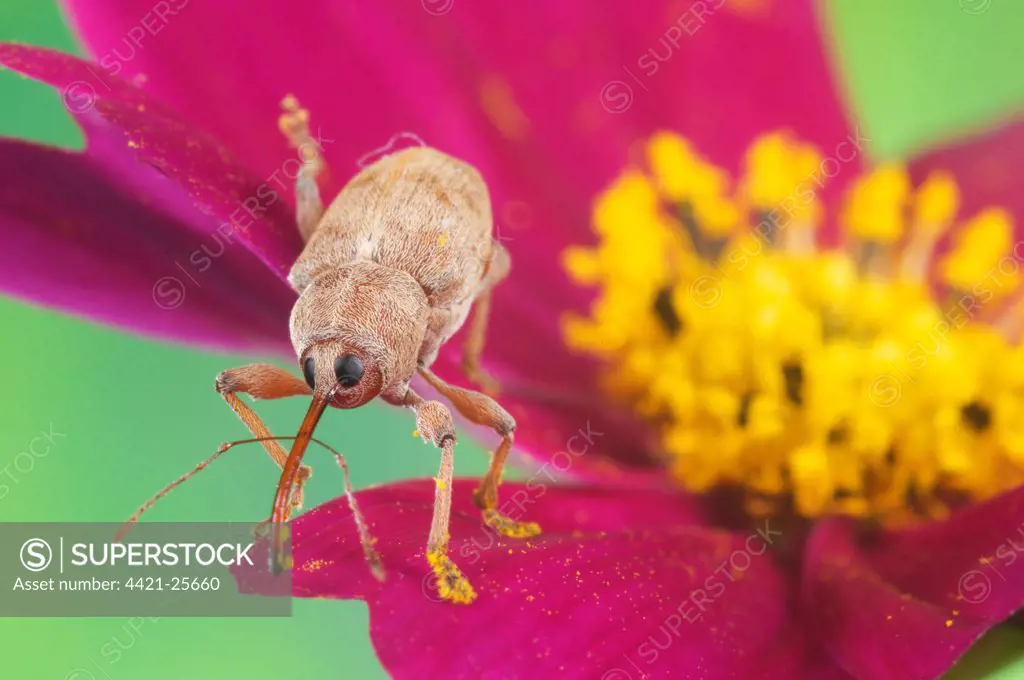 Chestnut Weevil (Curculio elephas) adult, with pollen on rostrum and legs, standing on flower, Italy