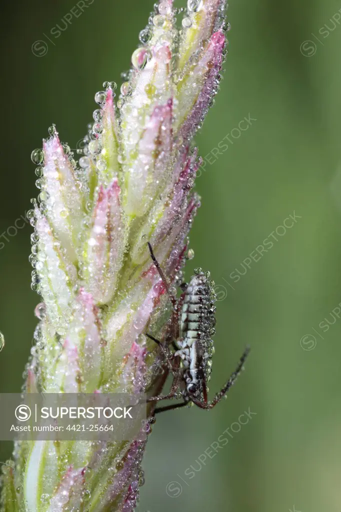Mirid Bug (Miridae sp.) nymph, covered in dew on grass flowerhead, Powys, Wales, june
