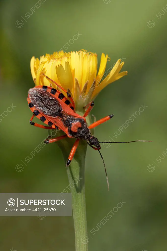Red Assassin Bug (Rhynocoris iracundus) adult, on Lesser Hawkbit (Leontodon taraxacoides) flower, Italian Alps, Italy, july