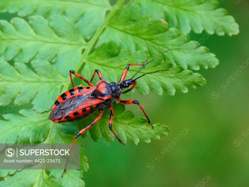 Red Assassin Bug (Rhynocoris iracundus) adult, resting on fern frond, Italy, july