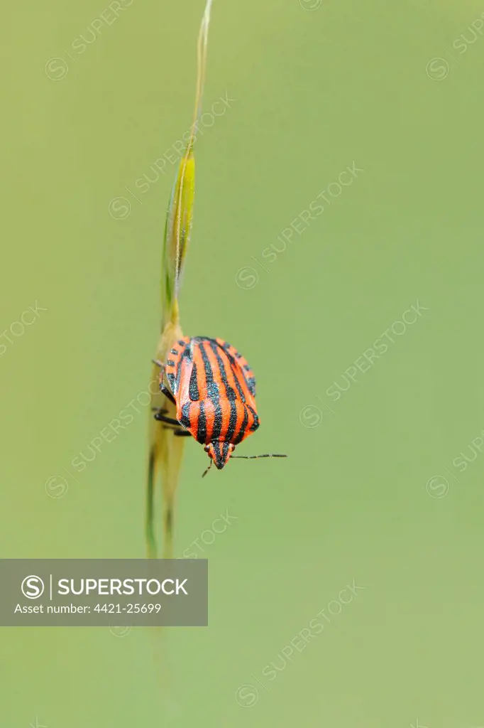 Red-and-black Striped Shieldbug (Graphosoma italicum) adult, on grass stem, Lesvos, Greece, may