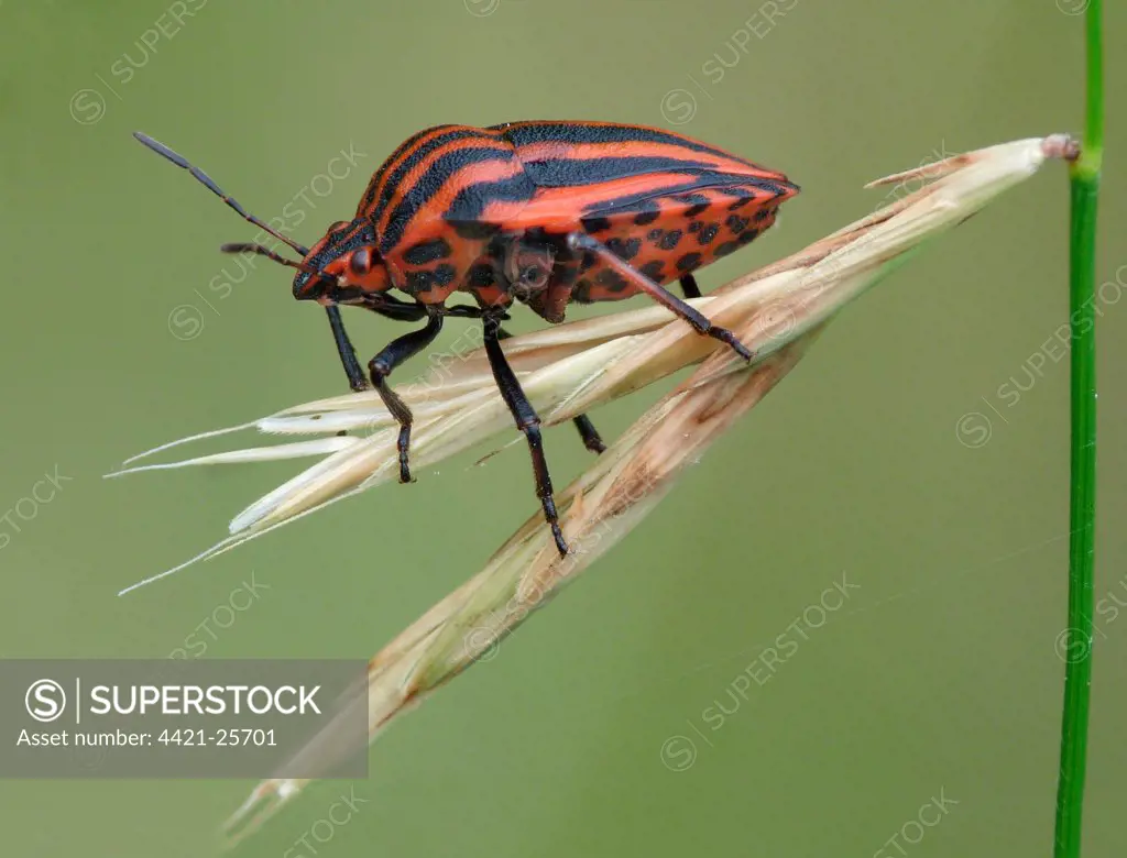 Red-and-black Striped Shieldbug (Graphosoma italicum) adult, resting on grass, Cannobina Valley, Piedmont, Northern Italy, july