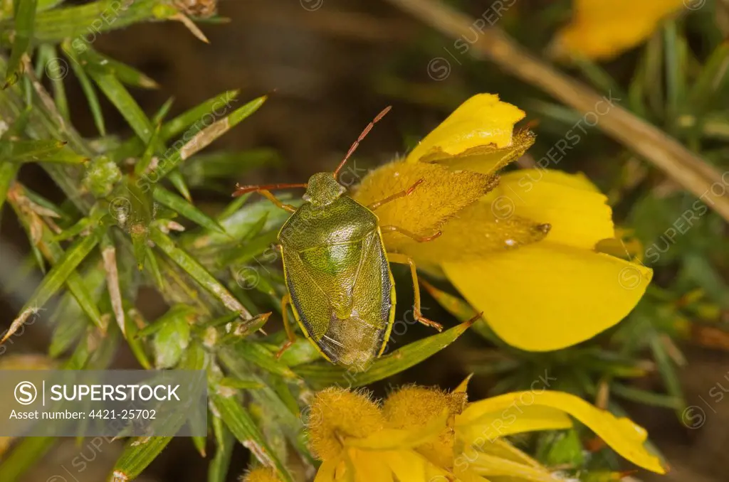 Gorse Shieldbug (Piezodorus lituratus) adult, on Common Gorse (Ulex europaeus) flower, Norfolk, England, may