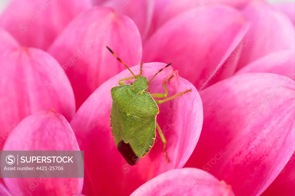 Green Shieldbug (Palomena prasina) adult, resting on pink dahlia flower, Essex, England