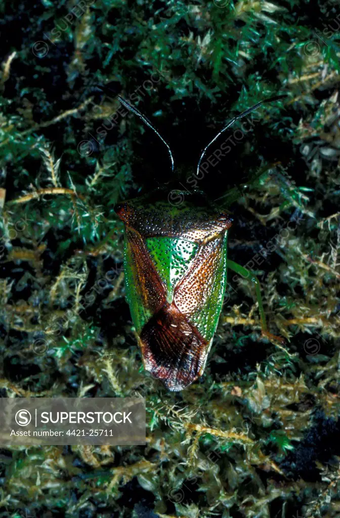 BugShield Hawthorn (Acanthosoma haemorrhoidale) Close-up, on moss