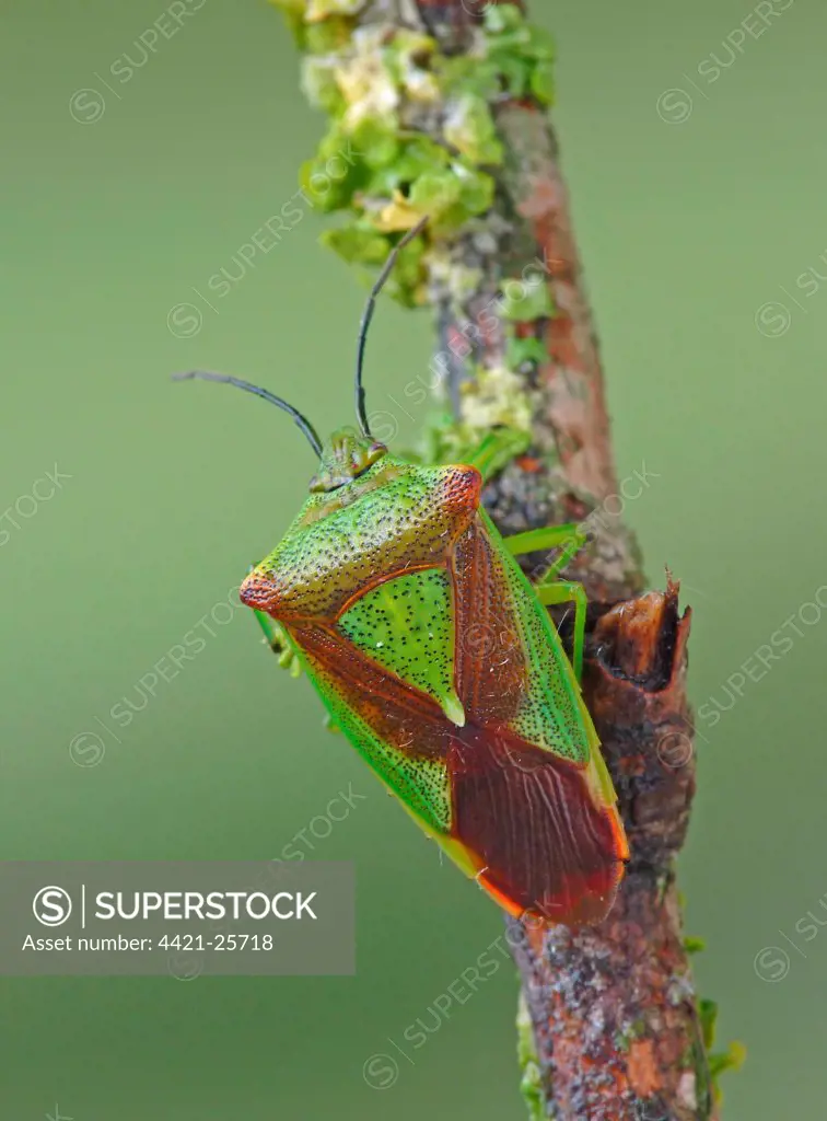 Hawthorn Shieldbug (Acanthosoma haemorrhoidale) adult, resting on twig, Italy, july