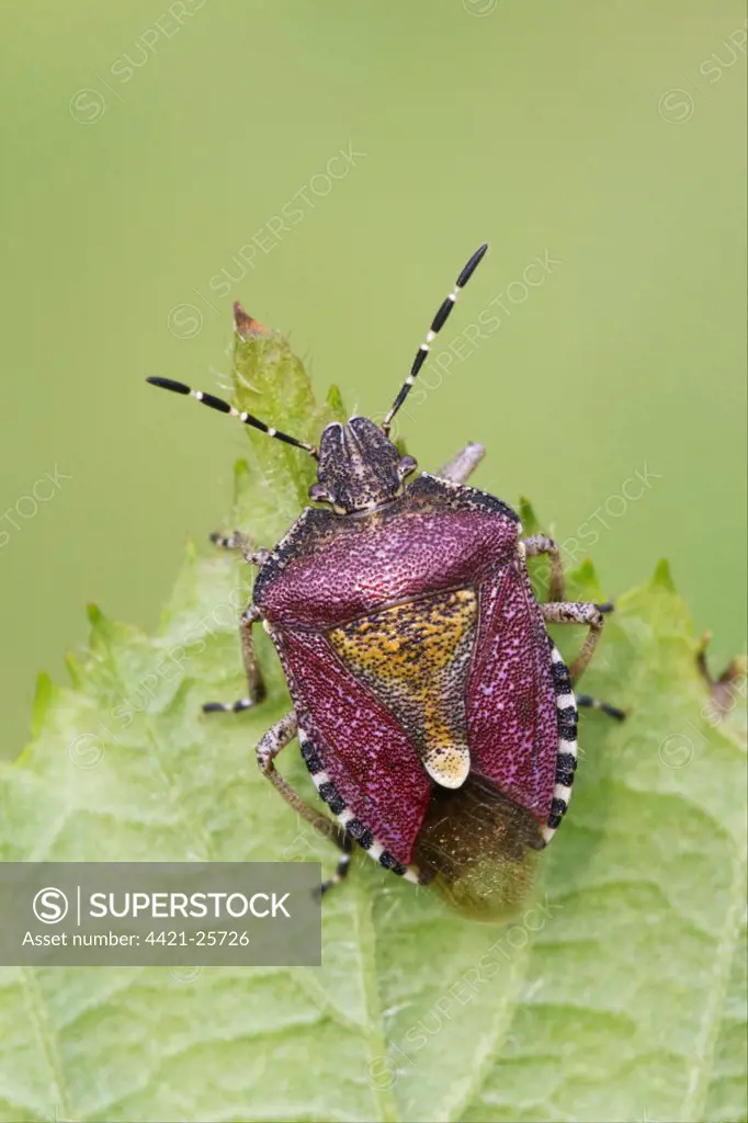 Sloe Bug (Dolycoris baccarum) adult, resting on leaf, Leicestershire, England, may