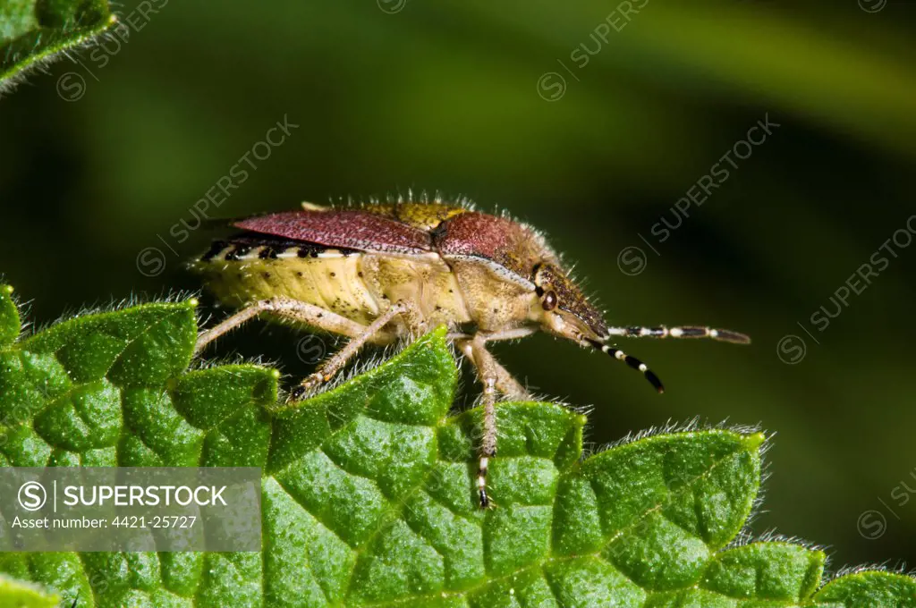 Sloe Bug (Dolycoris baccarum) adult, clambering over nettle leaf, Crossness Nature Reserve, Bexley, Kent, England, may