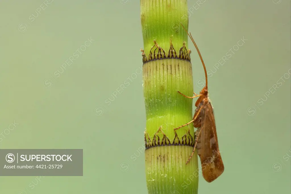 Caddisfly (Trichoptera sp.) adult, resting on horsetail stem, Essex, England