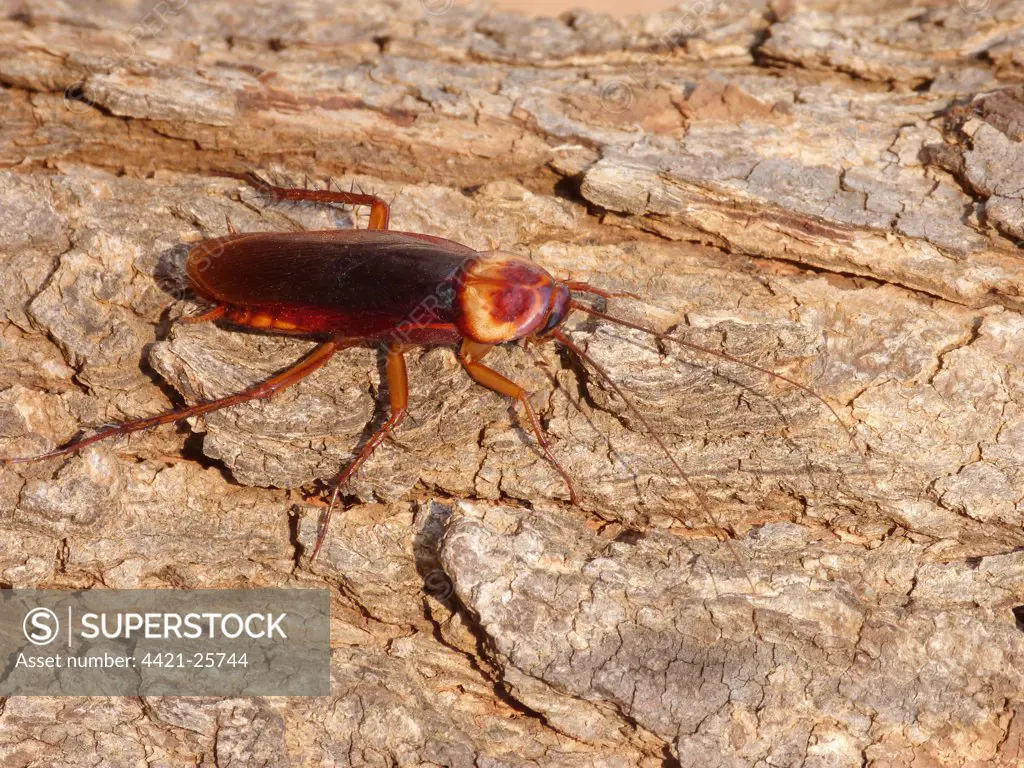 Australian Cockroach (Periplaneta australasiae) adult, basking on bark in early morning sunshine, Western Australia, Australia