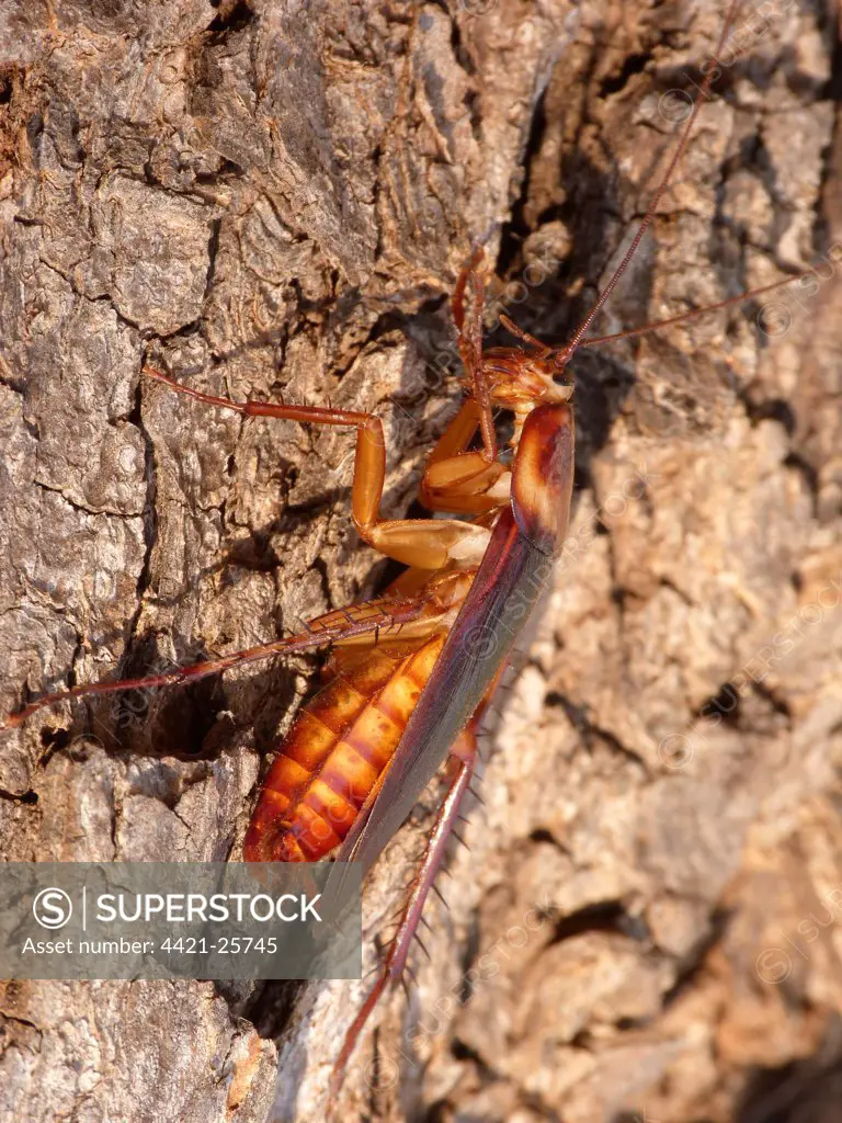 Australian Cockroach (Periplaneta australasiae) adult, cleaning front legs, basking on bark in early morning sunshine, Western Australia, Australia
