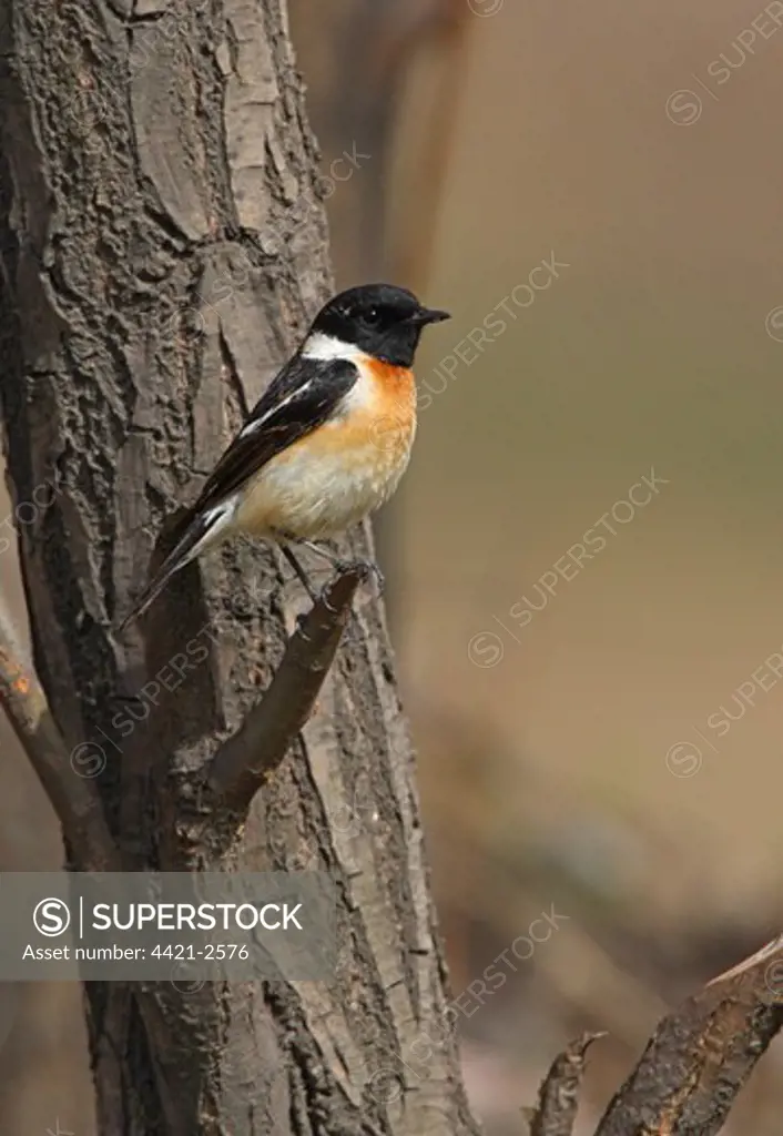 Siberian Stonechat (Saxicola maurus) adult male, perched in tree, Beidaihe, Hebei, China, may