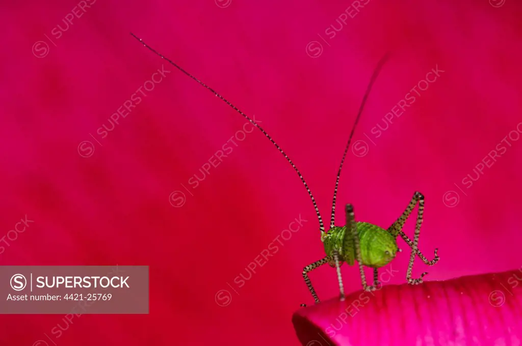 Speckled Bush-cricket (Leptophytes punctatissima) nymph, standing on red peony flower in garden, Belvedere, Bexley, Kent, England, may