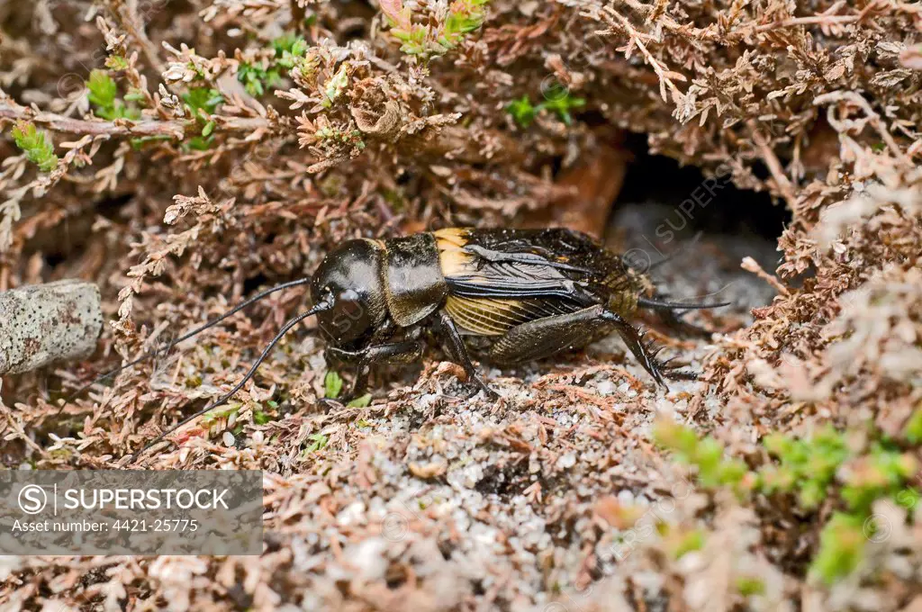 Field Cricket (Gryllus campestris) adult male, emerging from burrow, England