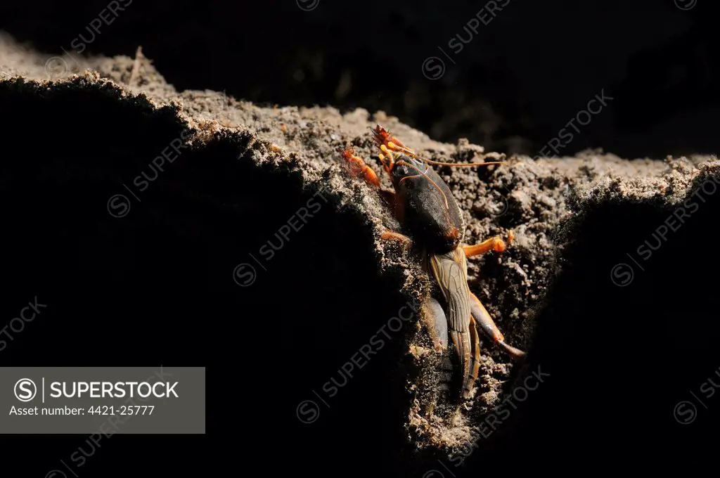 European Mole Cricket (Gryllotalpa gryllotalpa) adult, emerging from burrow at night, Italy, may